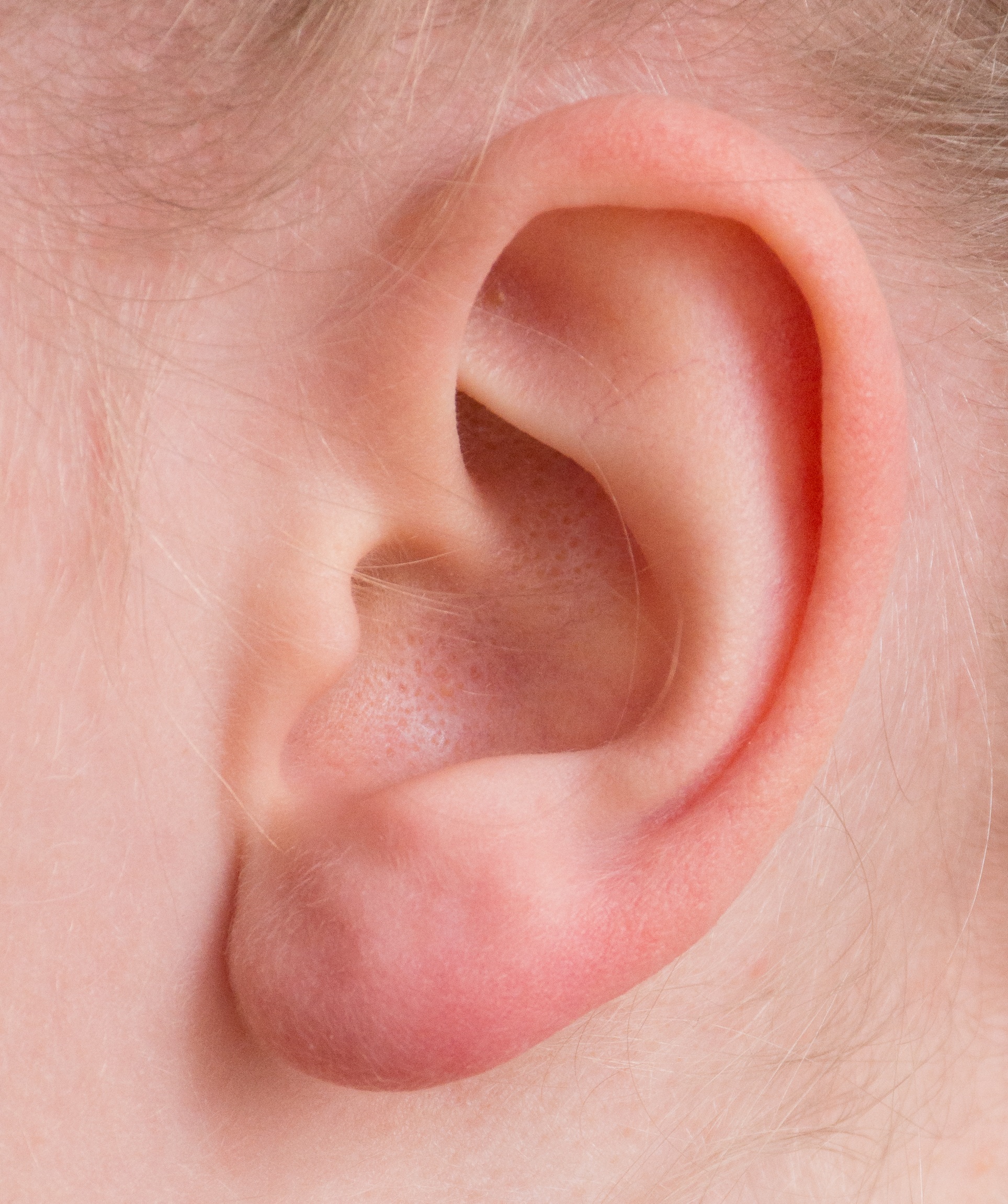 buitenkant van een oor